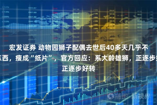 宏发证券 动物园狮子配偶去世后40多天几乎不吃东西，瘦成“纸片”，官方回应：系大龄雄狮，正逐步好转